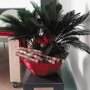 Cycas 'Revoluta' met decoratie